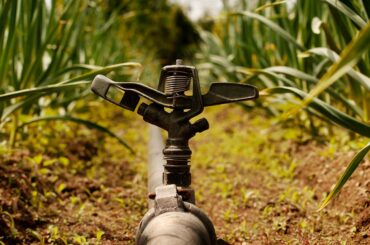 Locating Overgrown Sprinkler Heads in A Lawn
